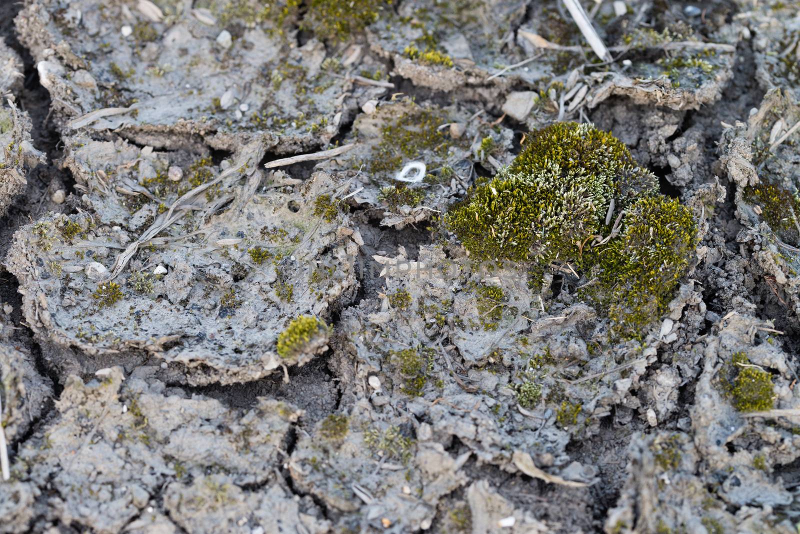 Cracked Mud with Moss by justtscott