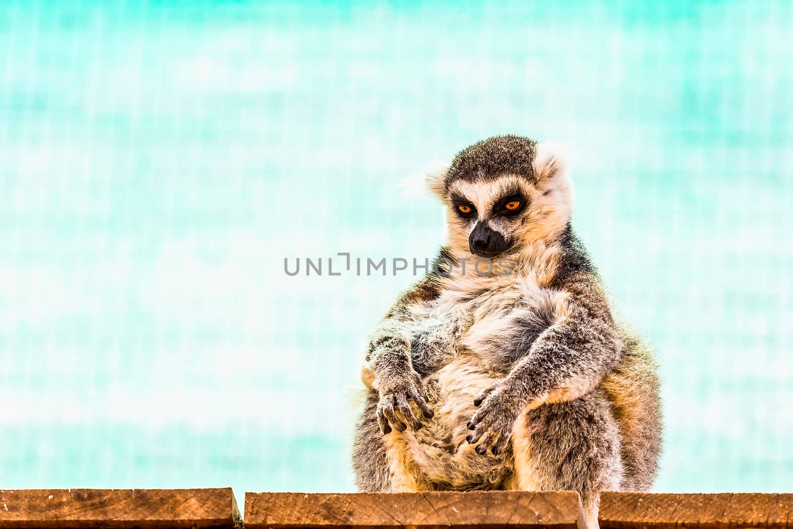 Fatty funny lemur with a big belly sitting on the wood board planks in zoo on turquoise background