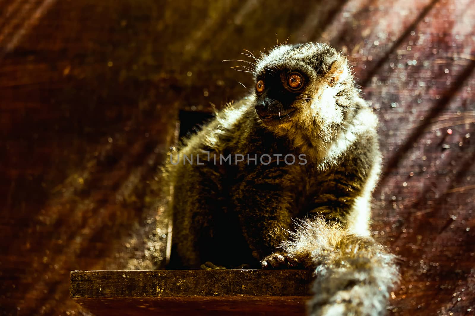 Red-bellied lemur sitting on wood board in zoo