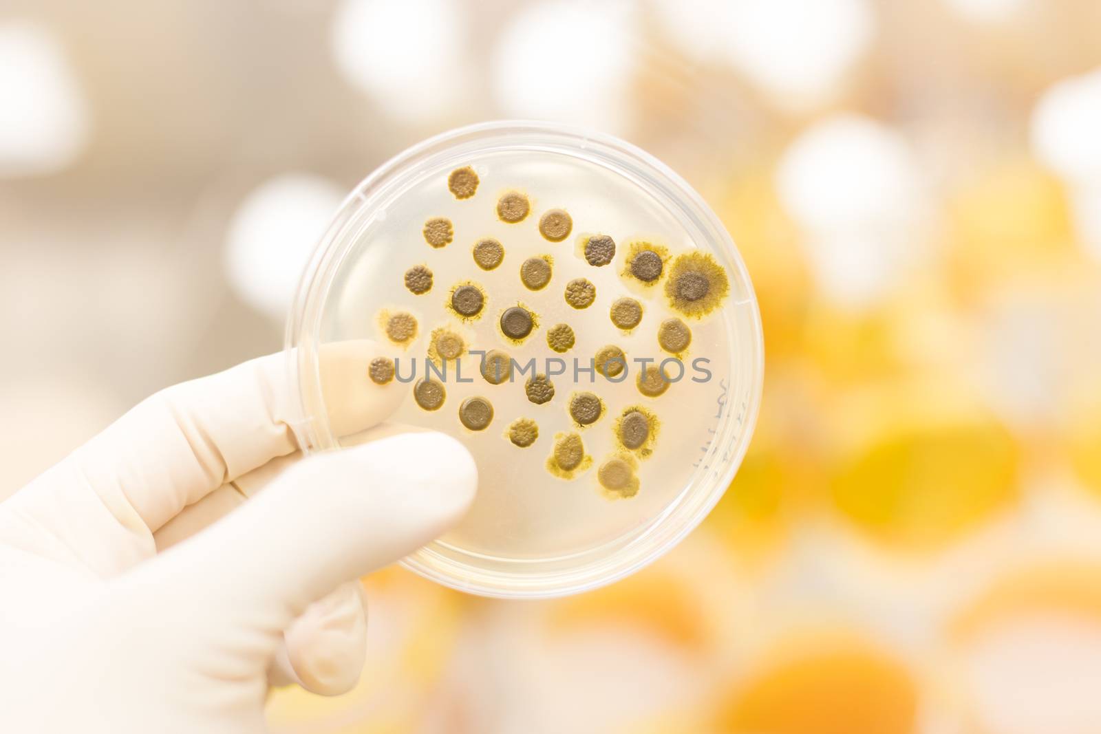 Close up of cell culture samples on LB agar medium in petri dish.  Agar plates are used by biologists to culture cells, mold, fungi, bacteria or small moss plants.