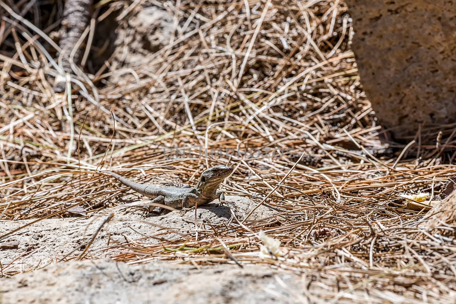 Lizard or lacertian reptile sitting on ground with dry grass