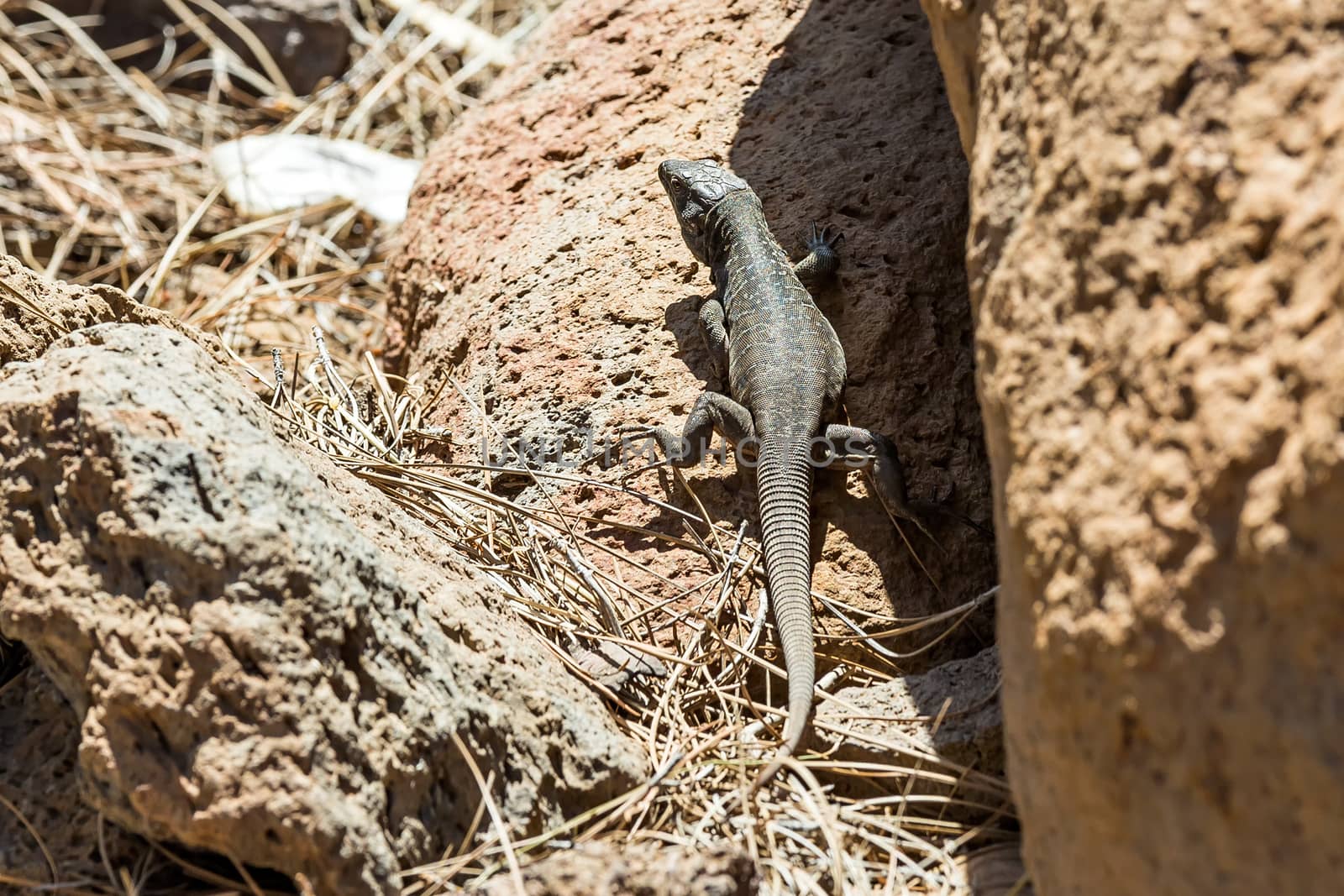 Lizard or lacertian reptile sitting on ground with dry grass