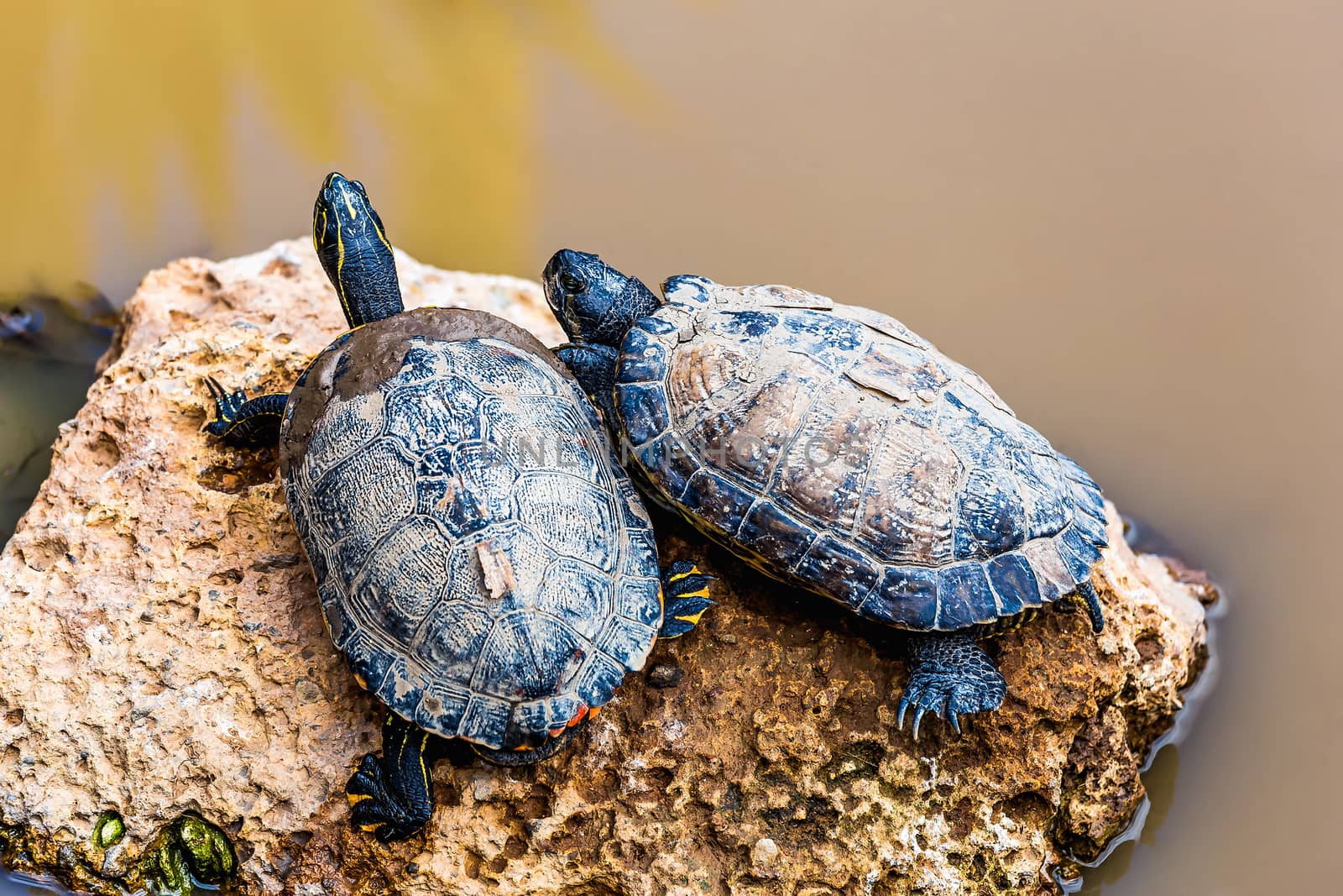 Turtles or tortoises on stone on swamp