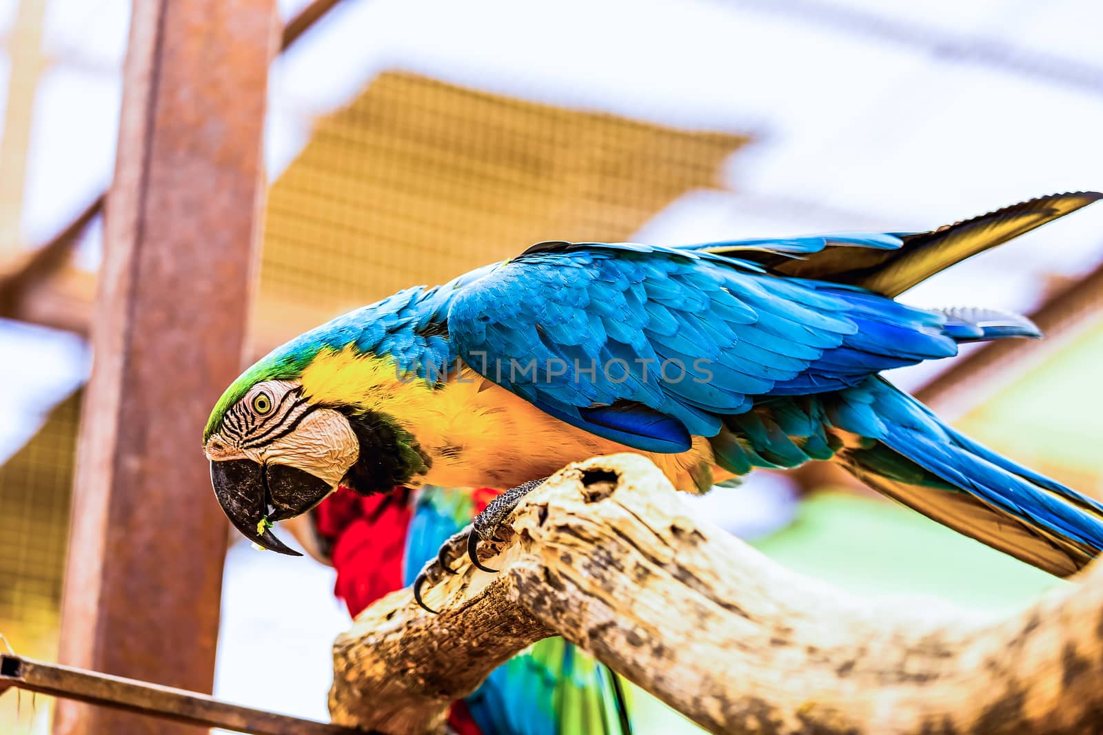 Blue and Gold or yellow Macaw parrot siting on wooden perch in zoo