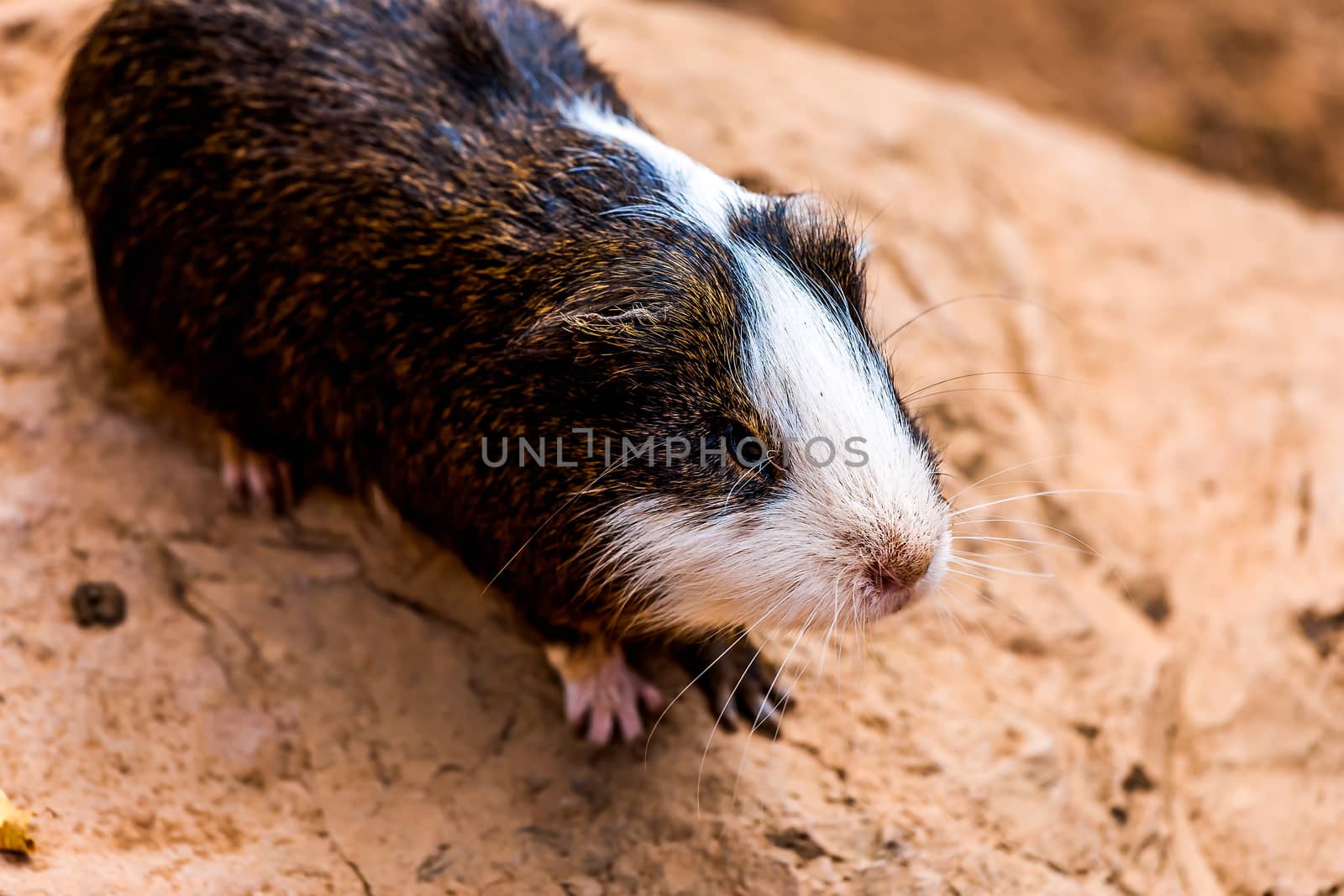 Guinea pig or hamster on stone