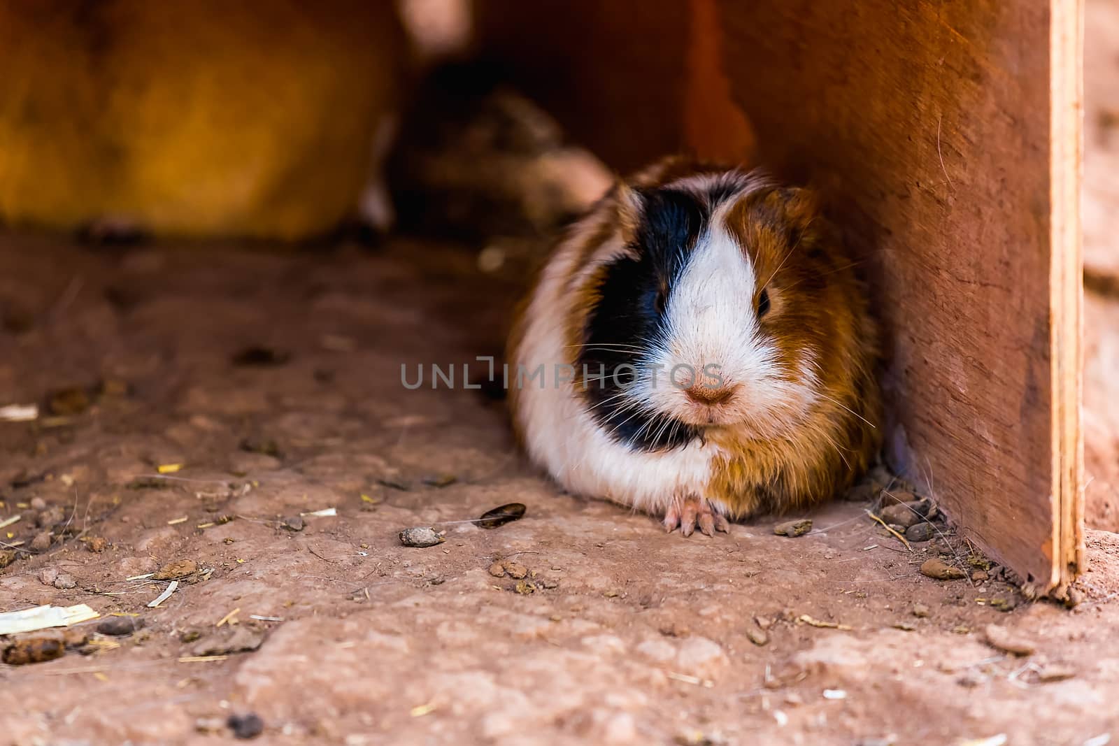 Guinea pig or hamster on the ground near wood wall box
