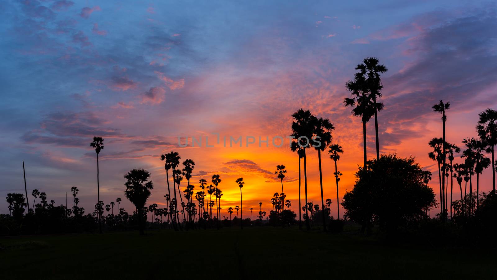 Sugar Palm Tree as  silhouette in sky sunset twilight time