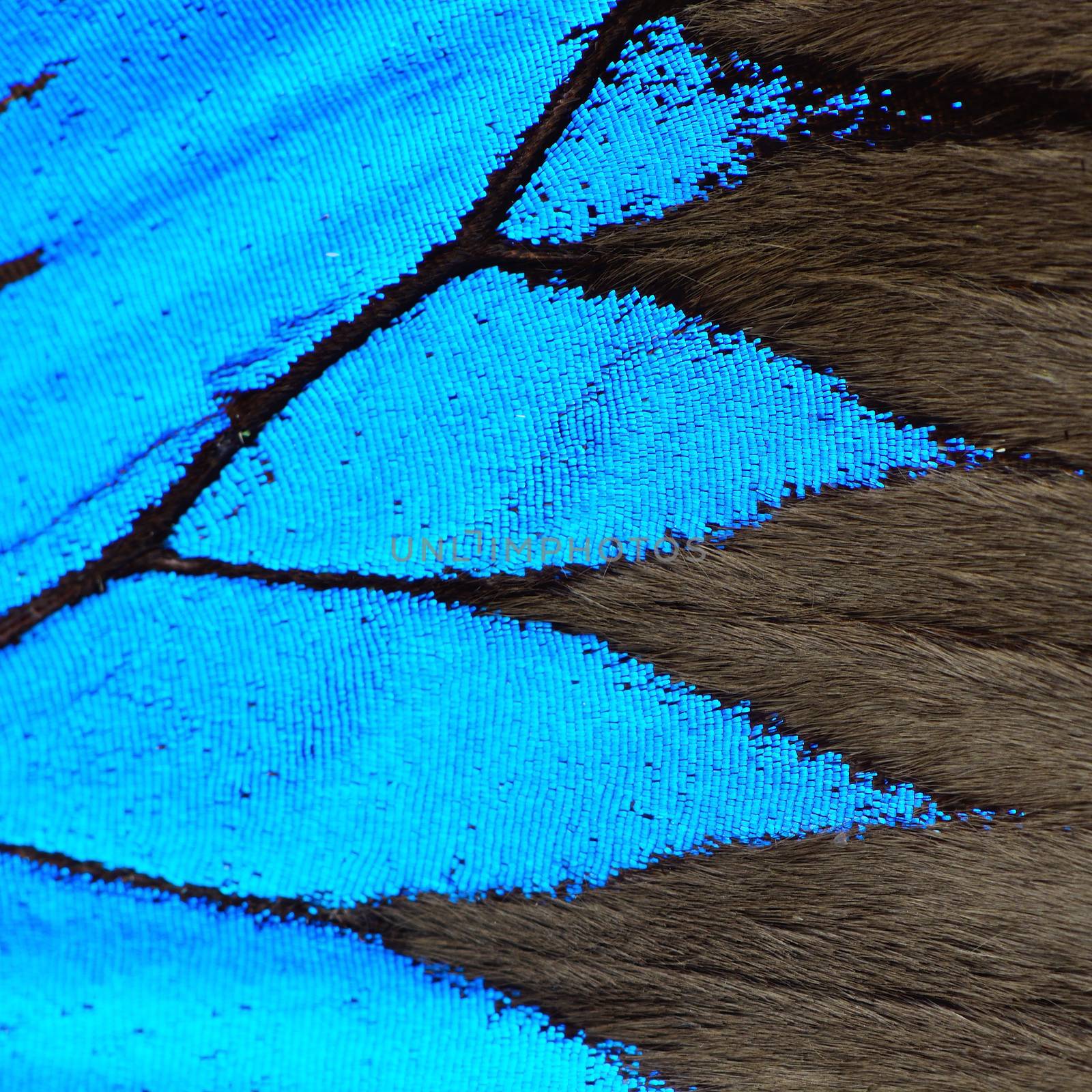 blue butterfly wing by panuruangjan