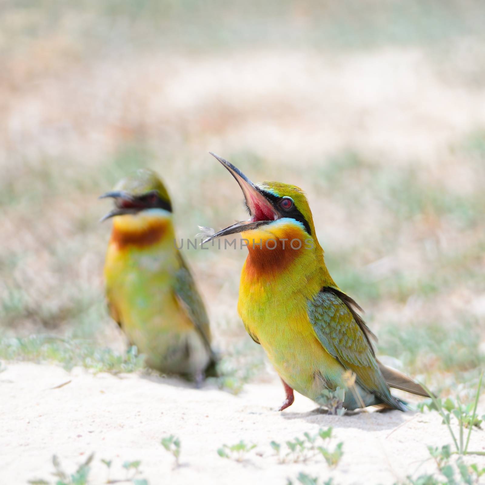 Beautiful green bird, Blue-tailed Bee-eater, standing on the ground