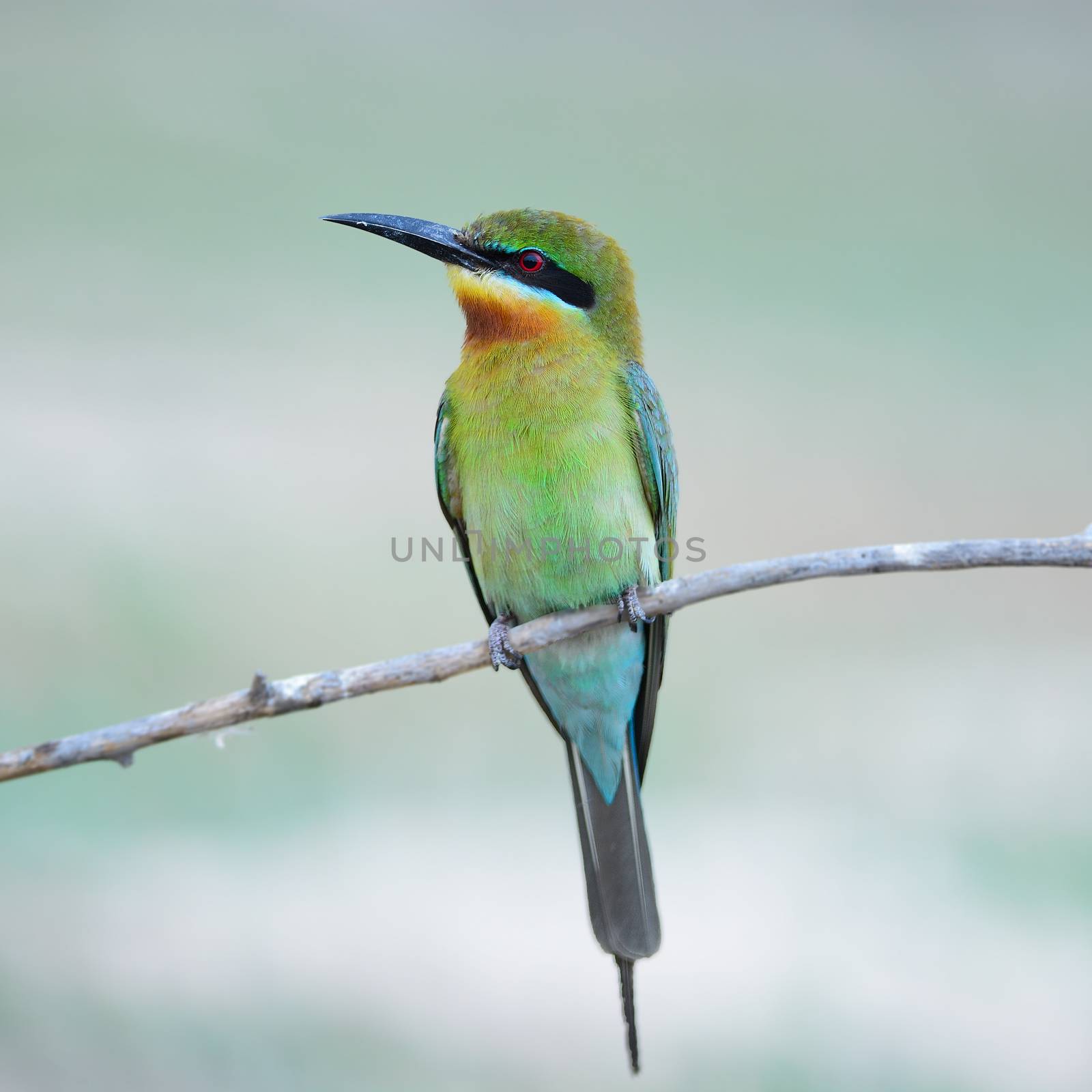 Blue-tailed Bee-eater by panuruangjan