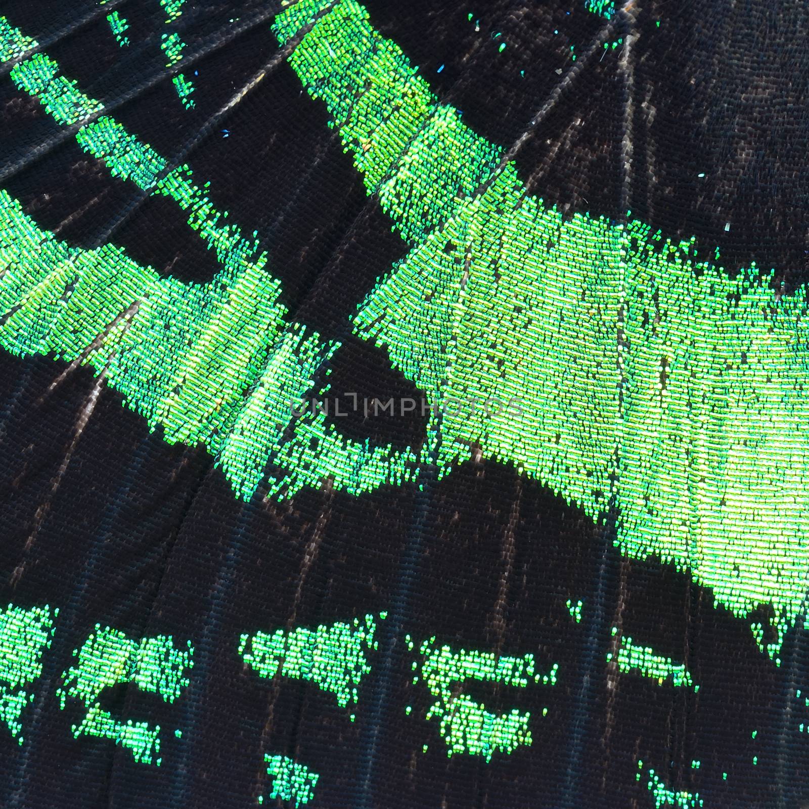 green butterfly wing by panuruangjan