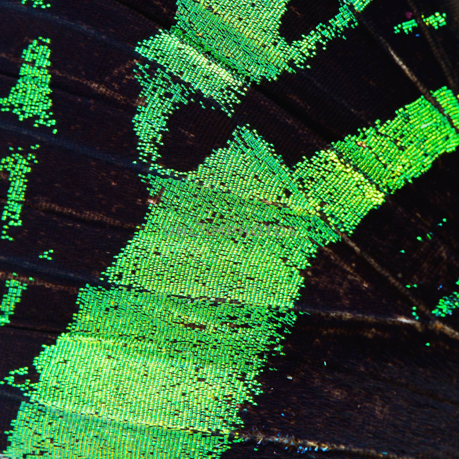 green butterfly wing by panuruangjan