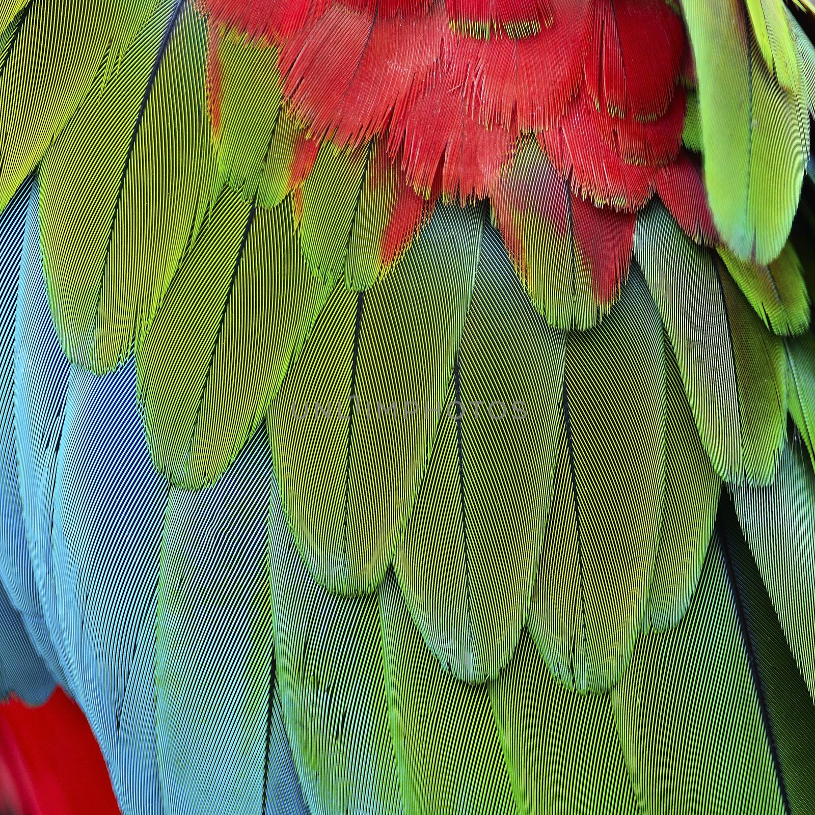 Beautiful nature background texture of Greenwinged Macaw feathers pattern