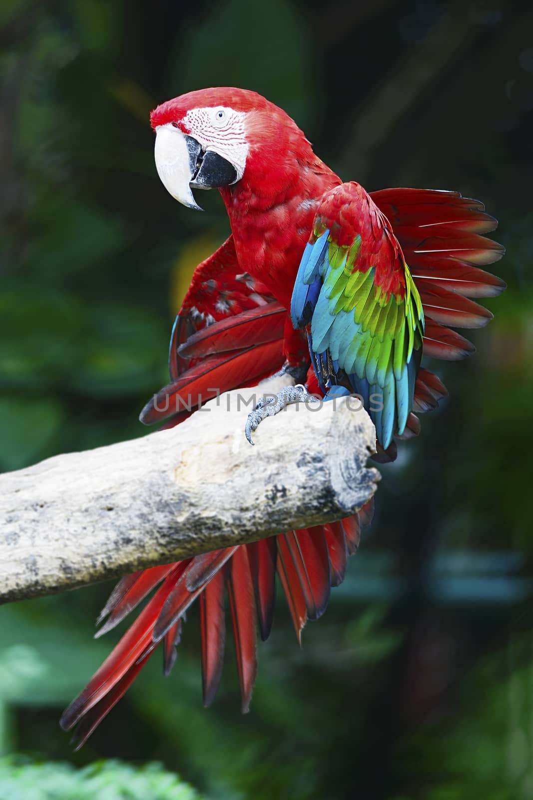 Beautiful parrot bird, Greenwinged Macaw, standing on the log, side profile