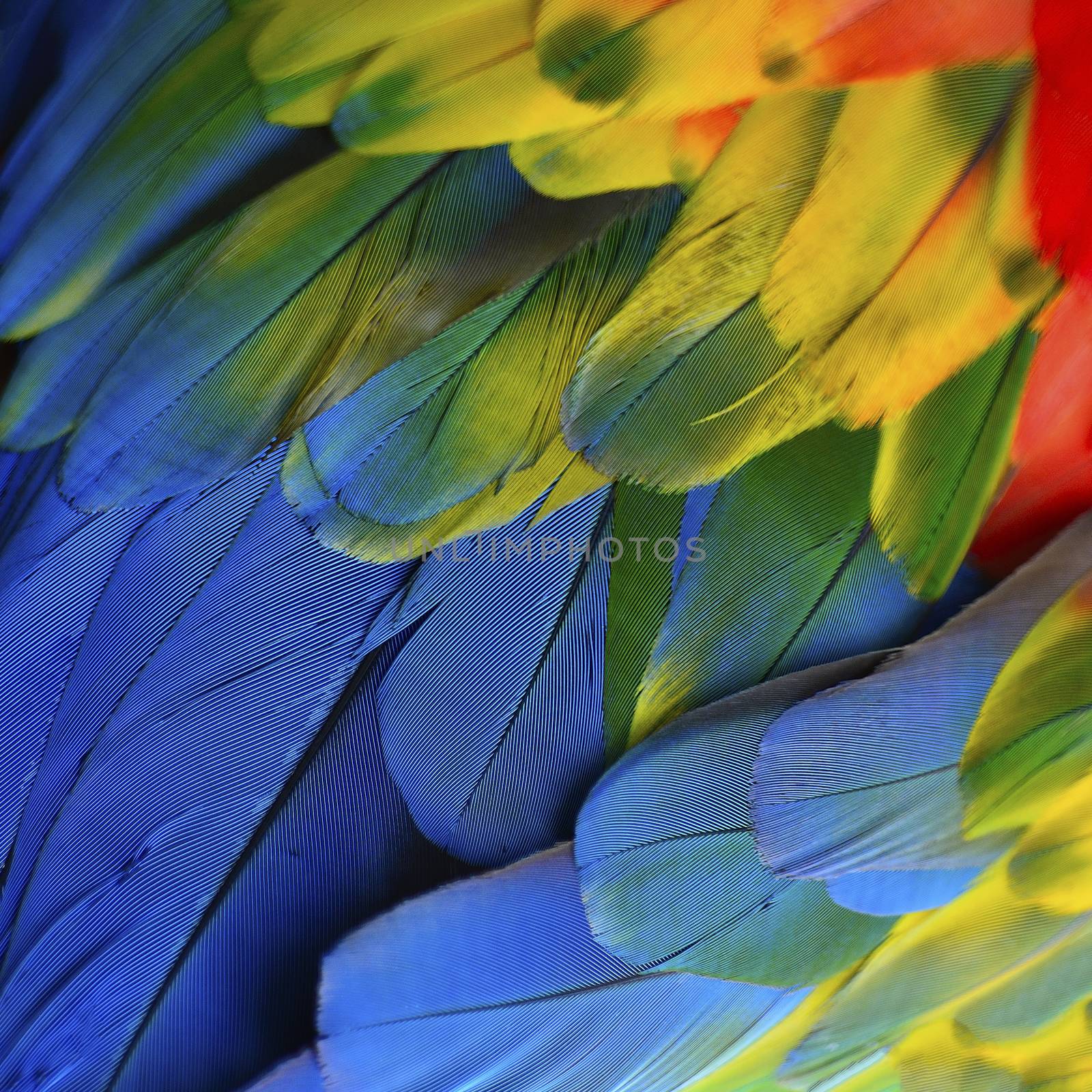 Scarlet Macaw feathers by panuruangjan