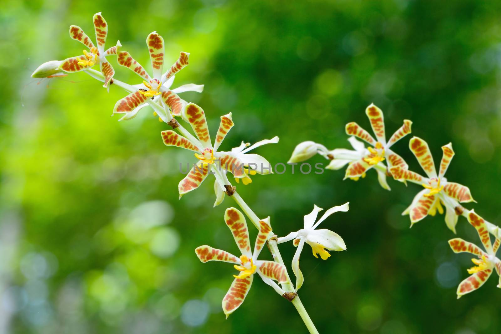 Yellow and brown orchid flower, Staurochilus dawsonianus on green nature background