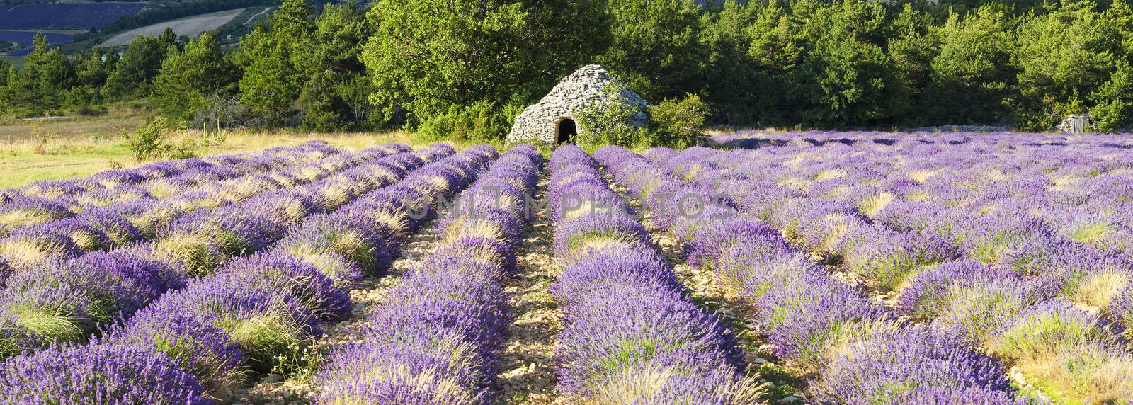 Panoramic view of Lavender field near Banon, France