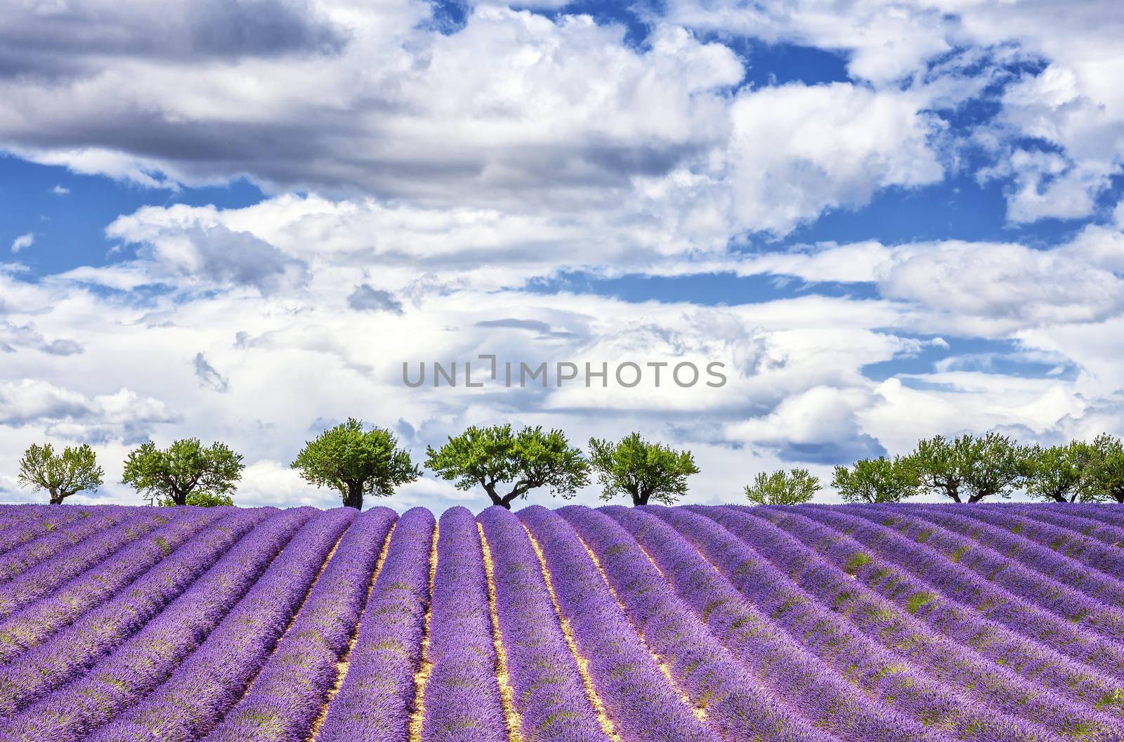 View of lavender field by vwalakte