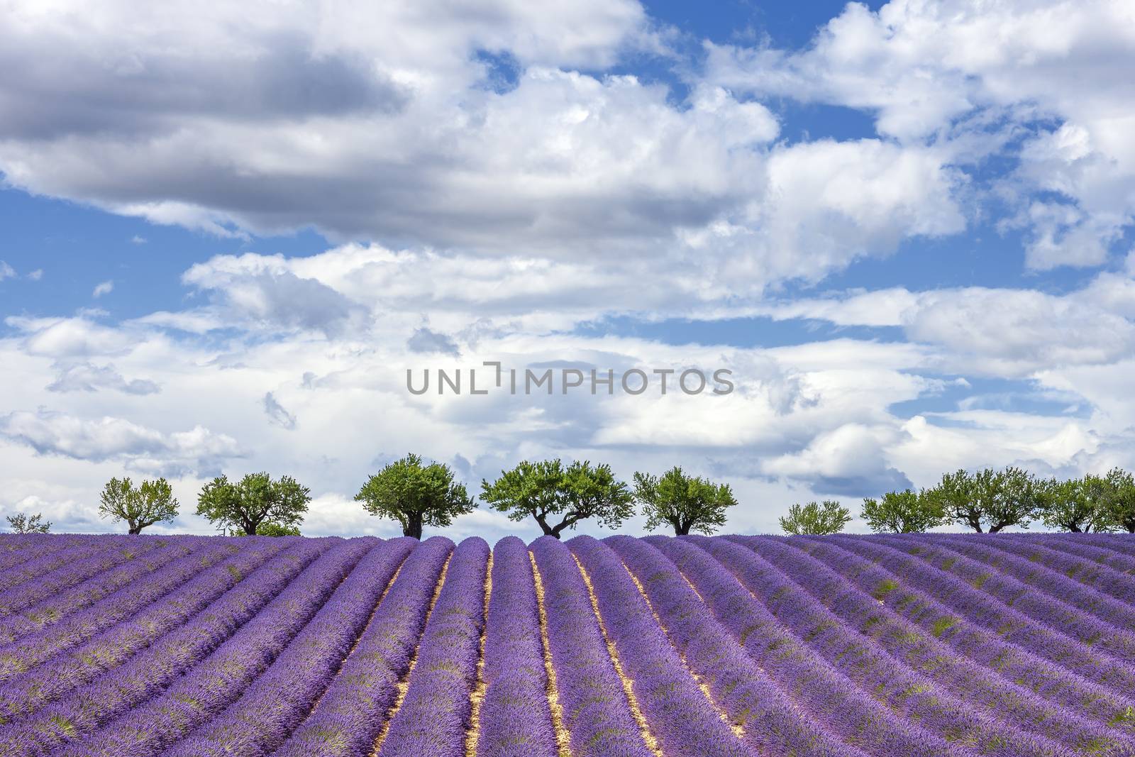 Horizontal view of lavender field, France, Europe