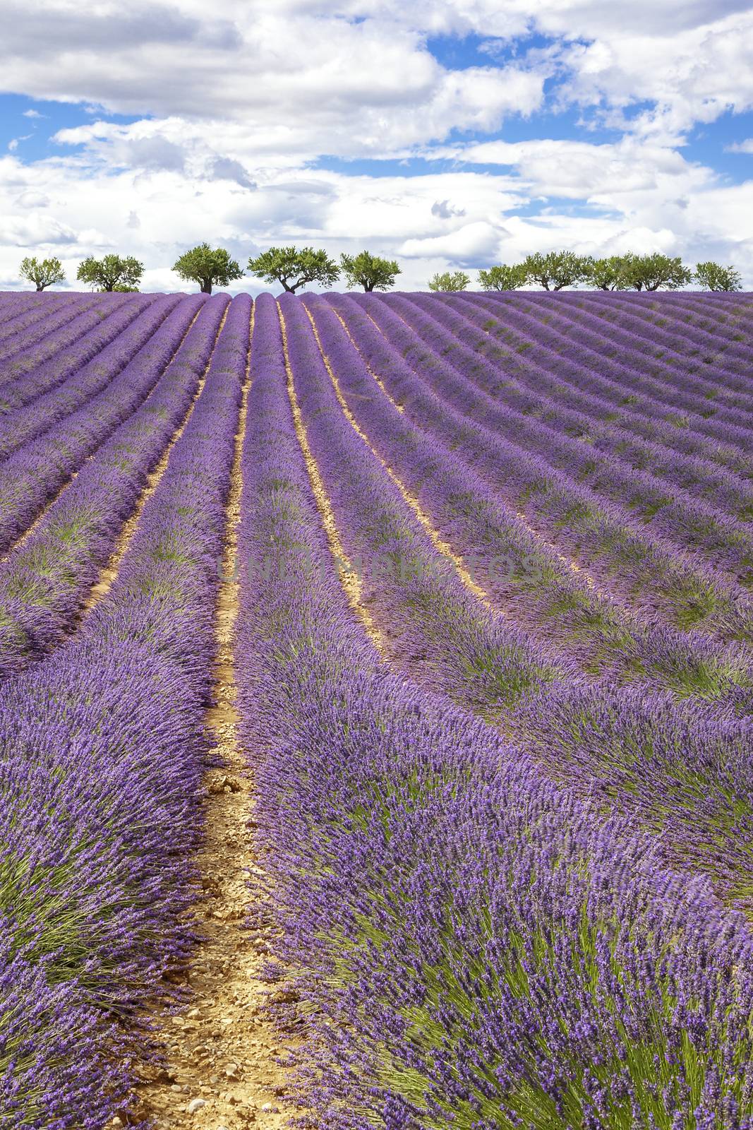 Vertical view of lavender field, France, Europe