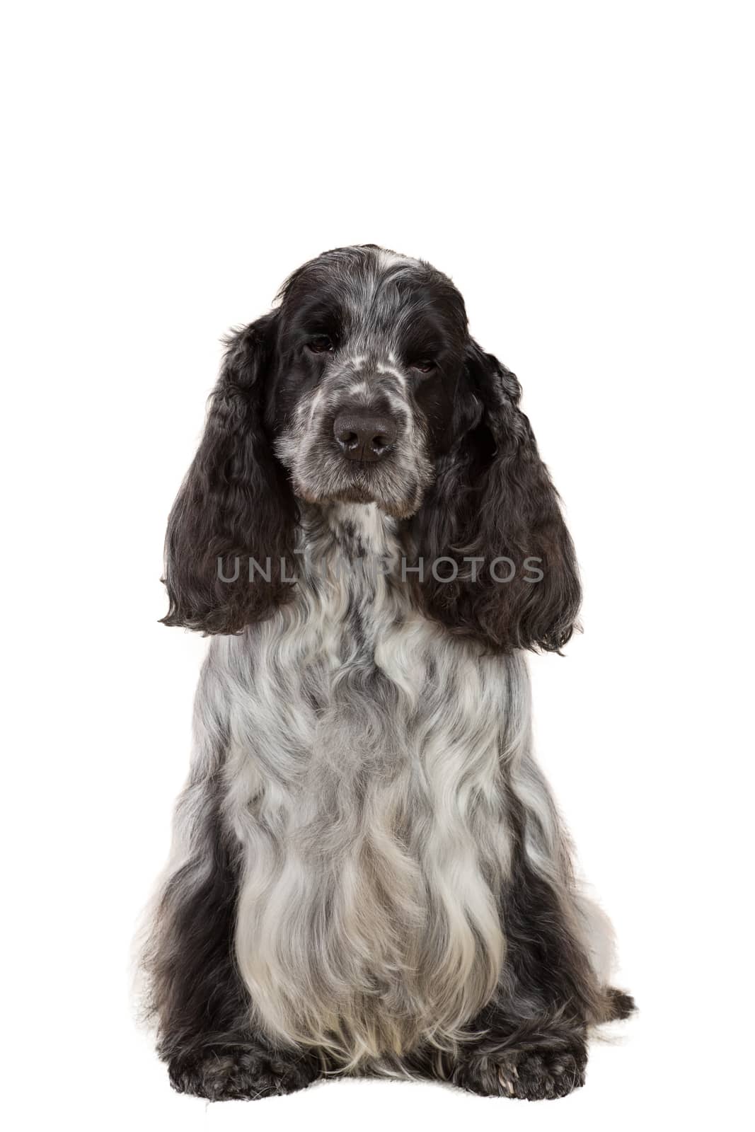 isolated portrait of english cocker spaniel, european champion, breeding station