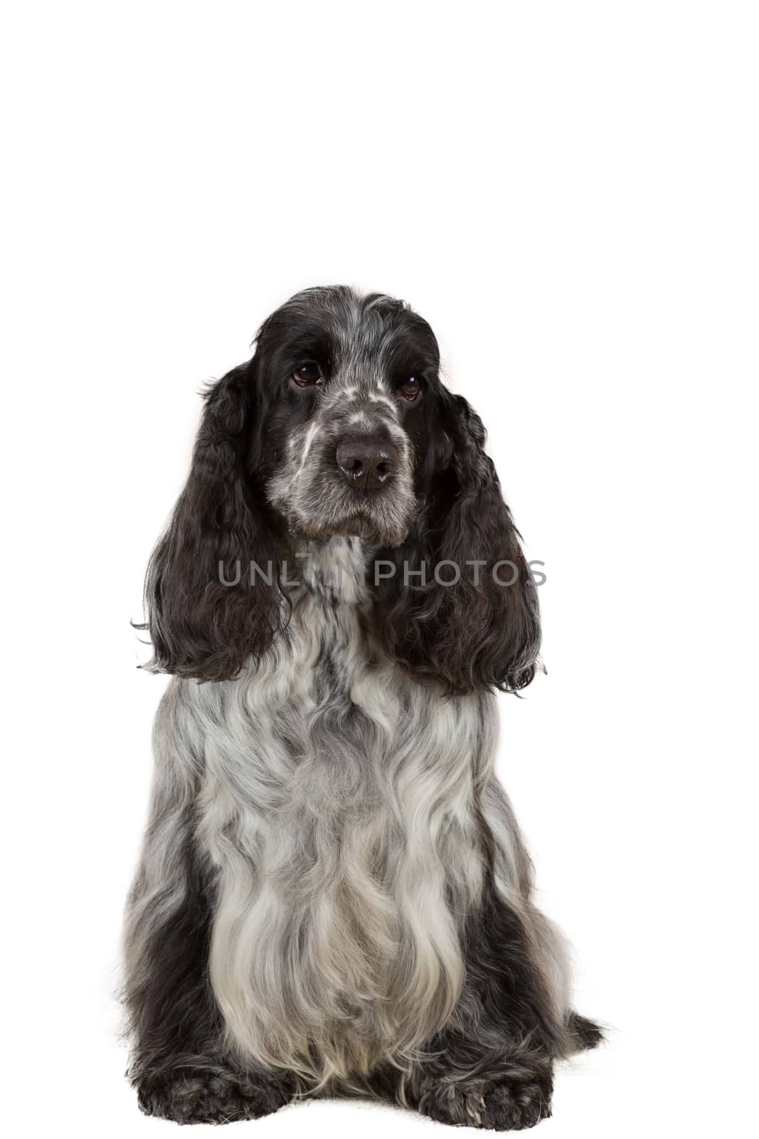 isolated portrait of english cocker spaniel, european champion, breeding station