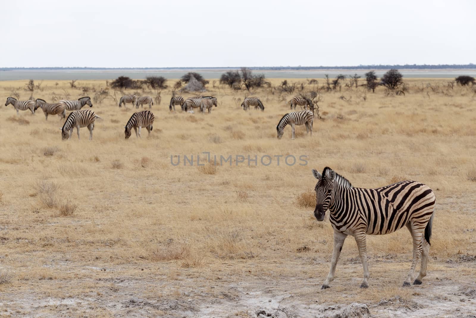 Zebra in african bush. Etosha national Park, Ombika, Kunene, Namibia. True wildlife photography