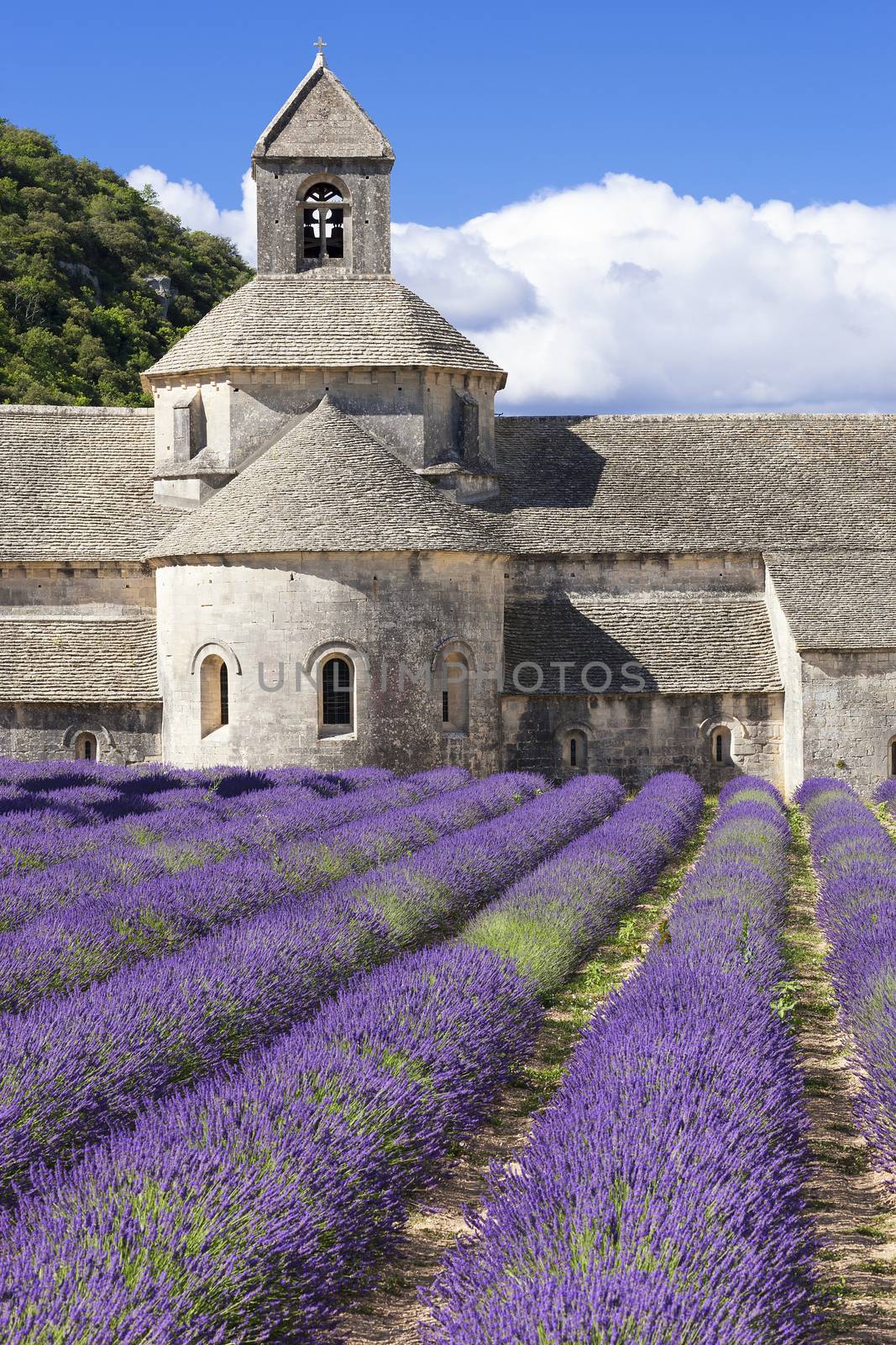 Abbey of Senanque by vwalakte