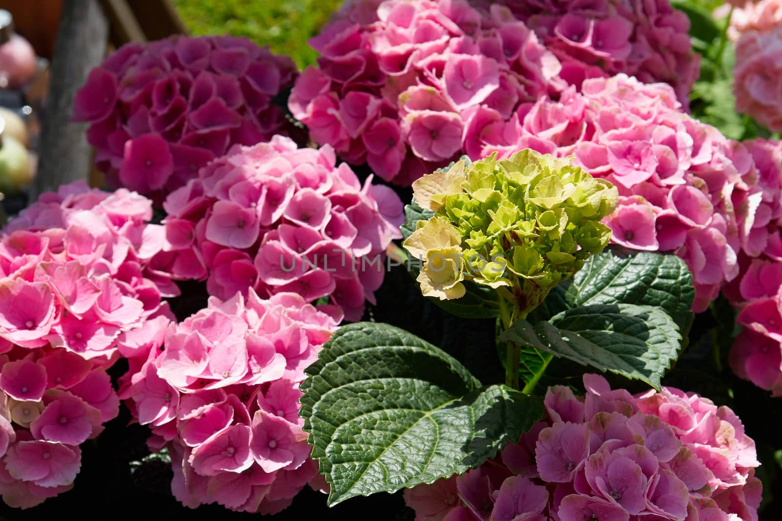 Blooming Hortensia hydrangea flowers in a formal garden                               