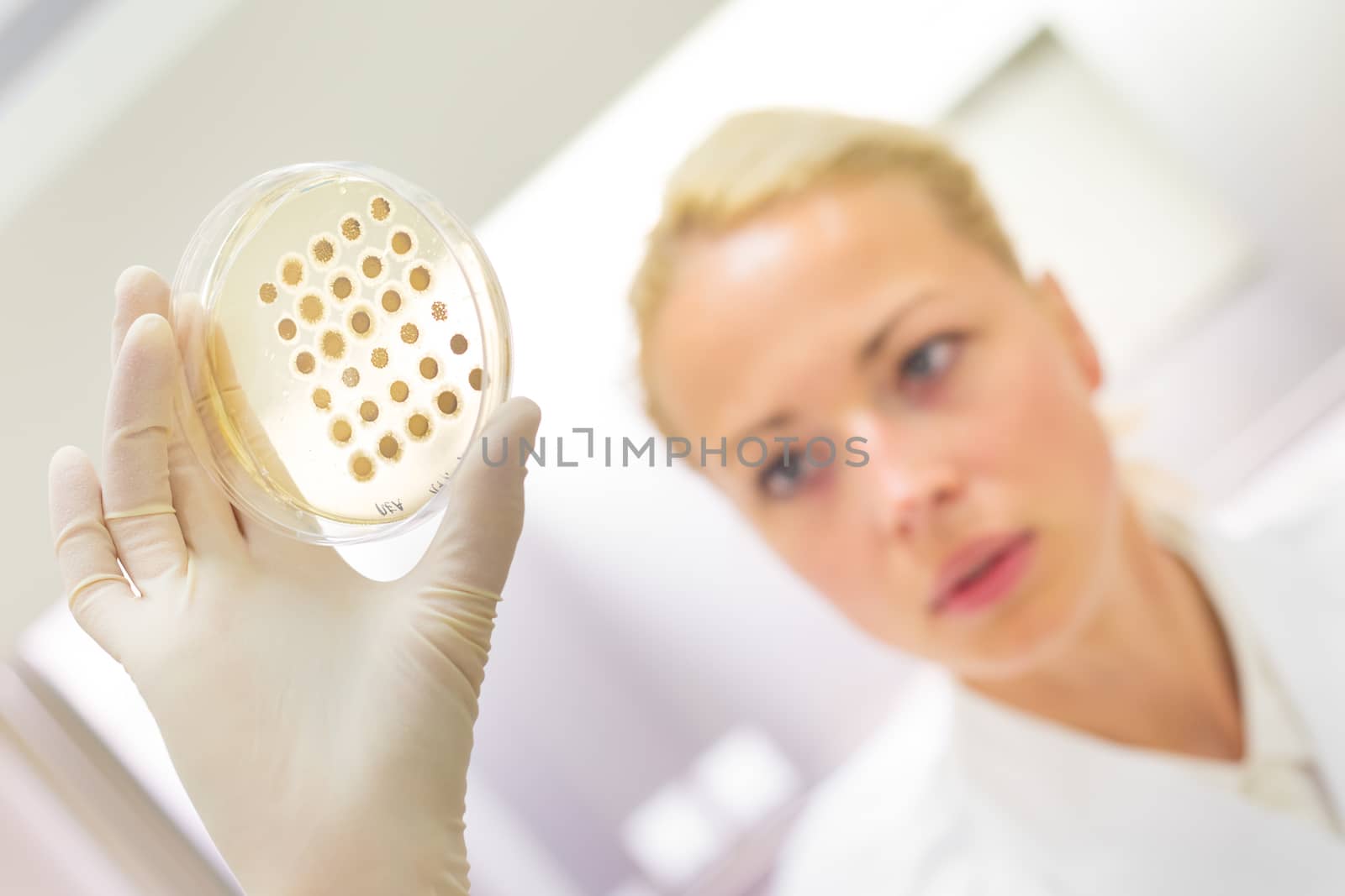 Female life science professional observing cell culture samples on LB agar medium in petri dish.  Scientist grafting bacteria in microbiological analytical laboratory .  Focus on scientist's eye.