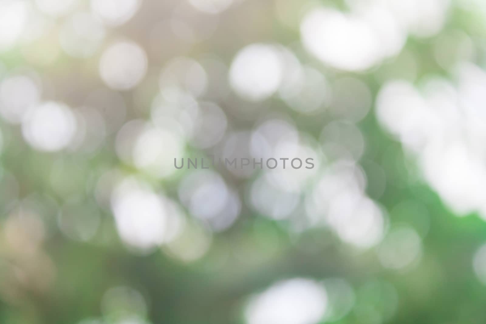 Natural Sunlight Bokeh and Blurry Background Stock Photo