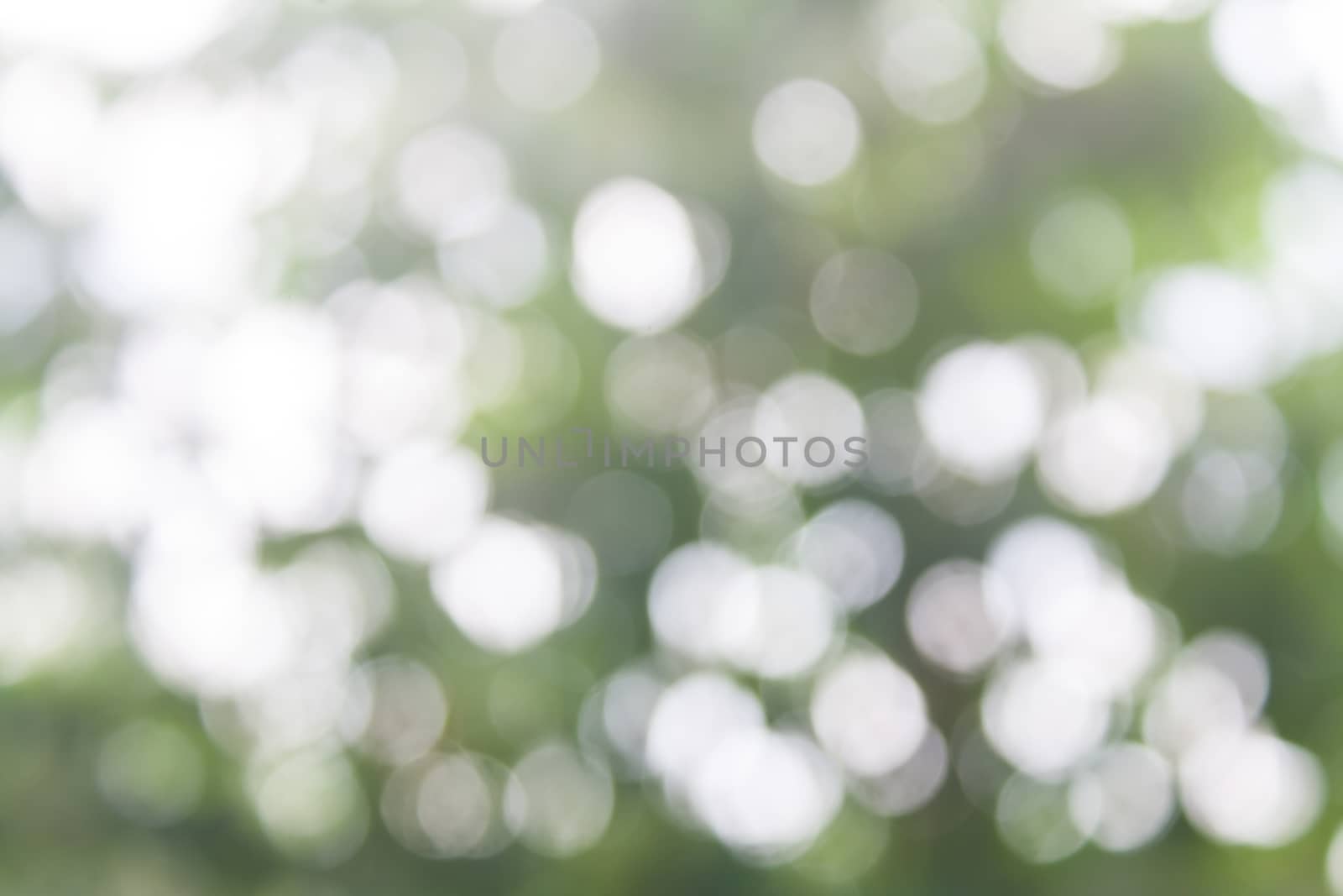 Natural Sunlight Bokeh and Blurry Background Stock Photo