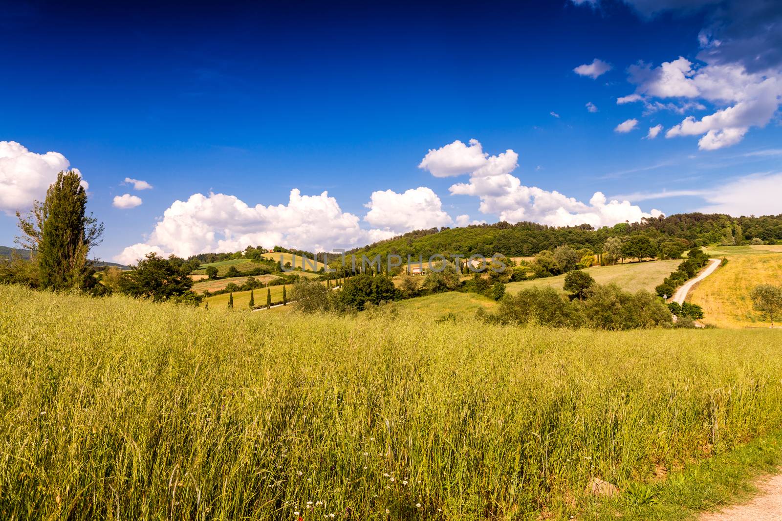 Tuscany. Hills in spring season, Italy by jovannig