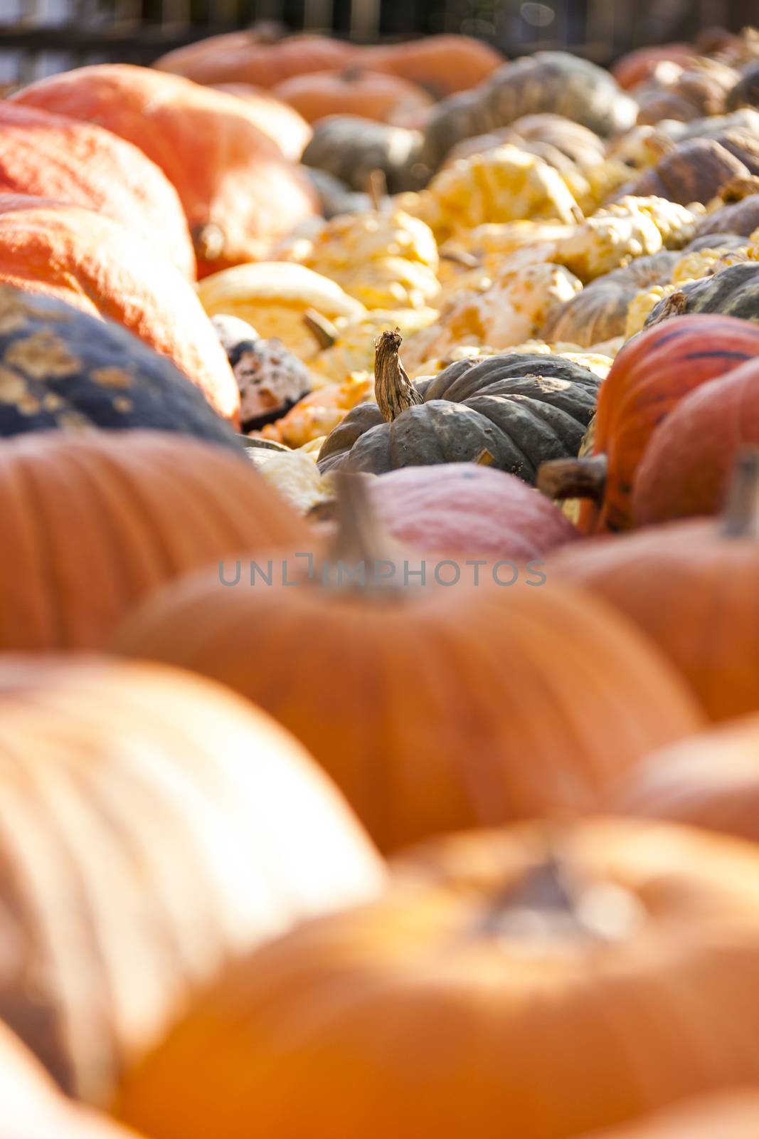 Different maxima and pepo cucurbita pumpkin pumpkins from autumn by juniart