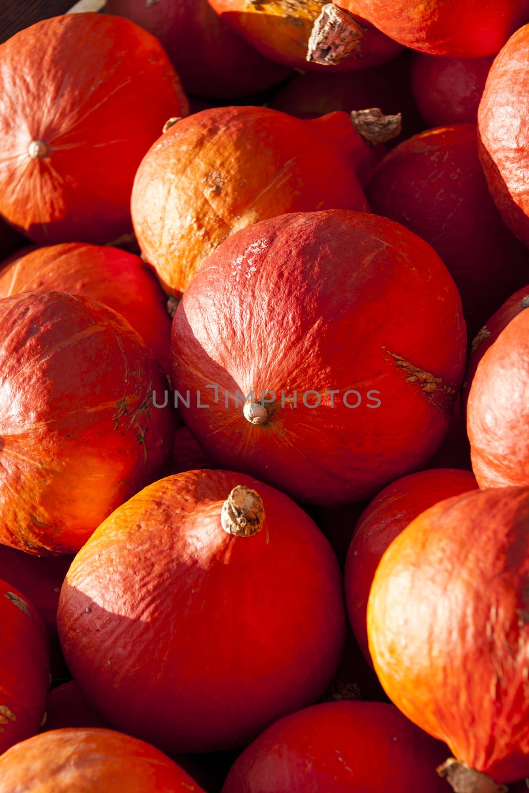 red roter Hokkaido cucurbita pumpkin pumpkins from autumn harvest on a market