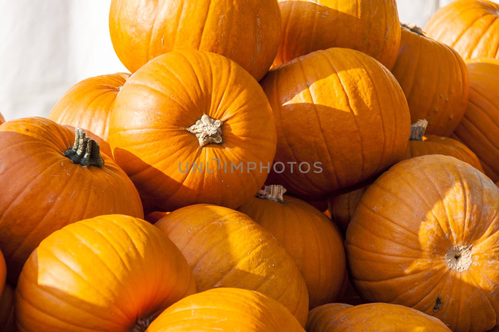 Halloween big Halloween cucurbita pumpkin pumpkins from autumn harvest on a market