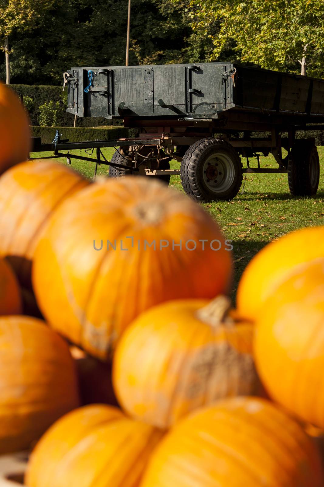 Halloween big Halloween cucurbita pumpkin pumpkins from autumn h by juniart