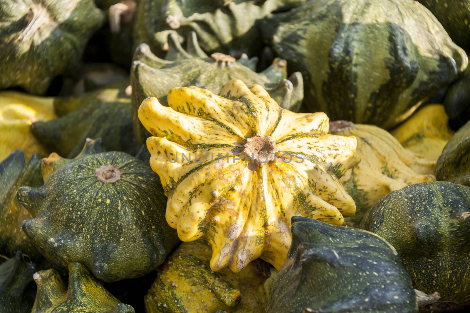 Krönli Teufelskralle devils cucurbita pumpkin pumpkins from autumn harvest on a market