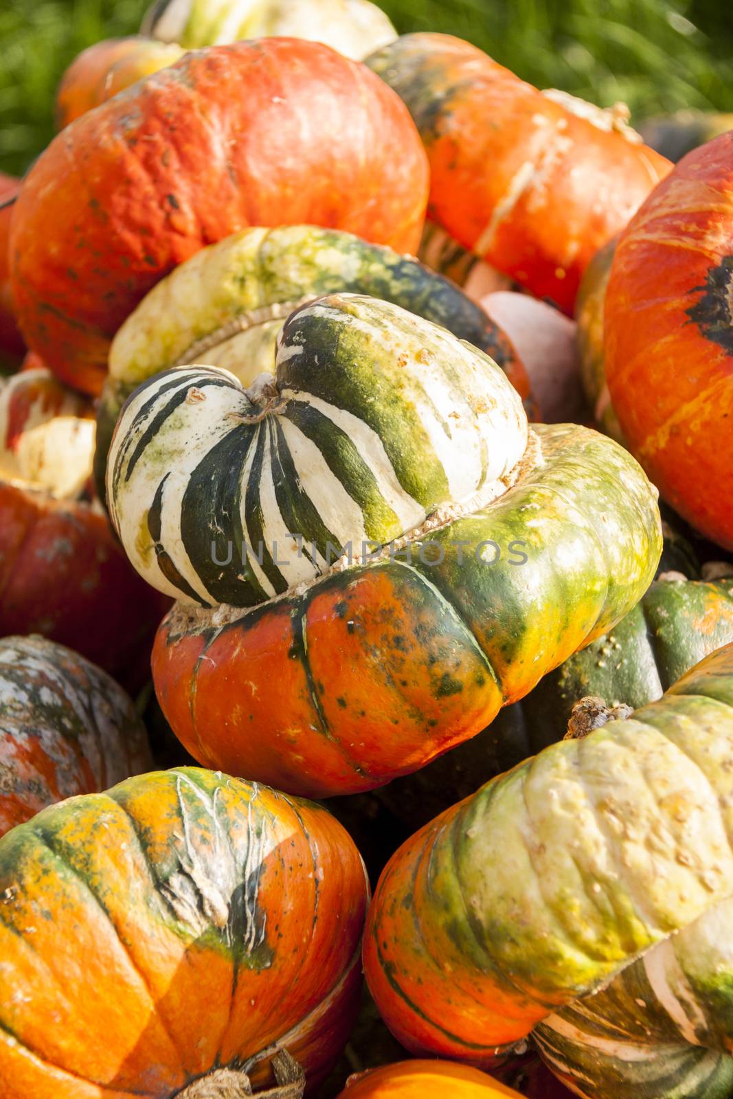 Bischofsmütze Turk Turban cucurbita pumpkin pumpkins from autum by juniart