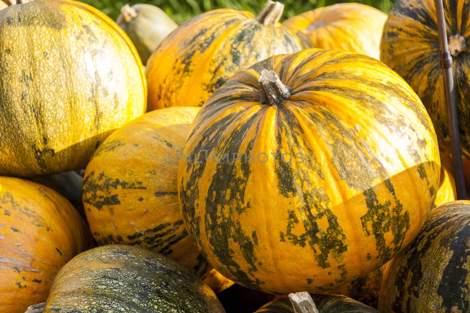 Oil Lady Godiva cucurbita pumpkin pumpkins from autumn harvest  by juniart
