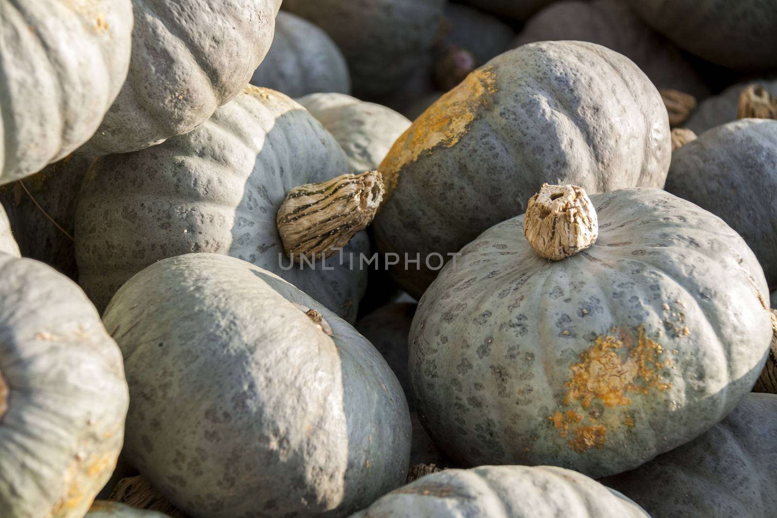 Blue blauer Hokkaido cucurbita pumpkin pumpkins from autumn harvest on a market