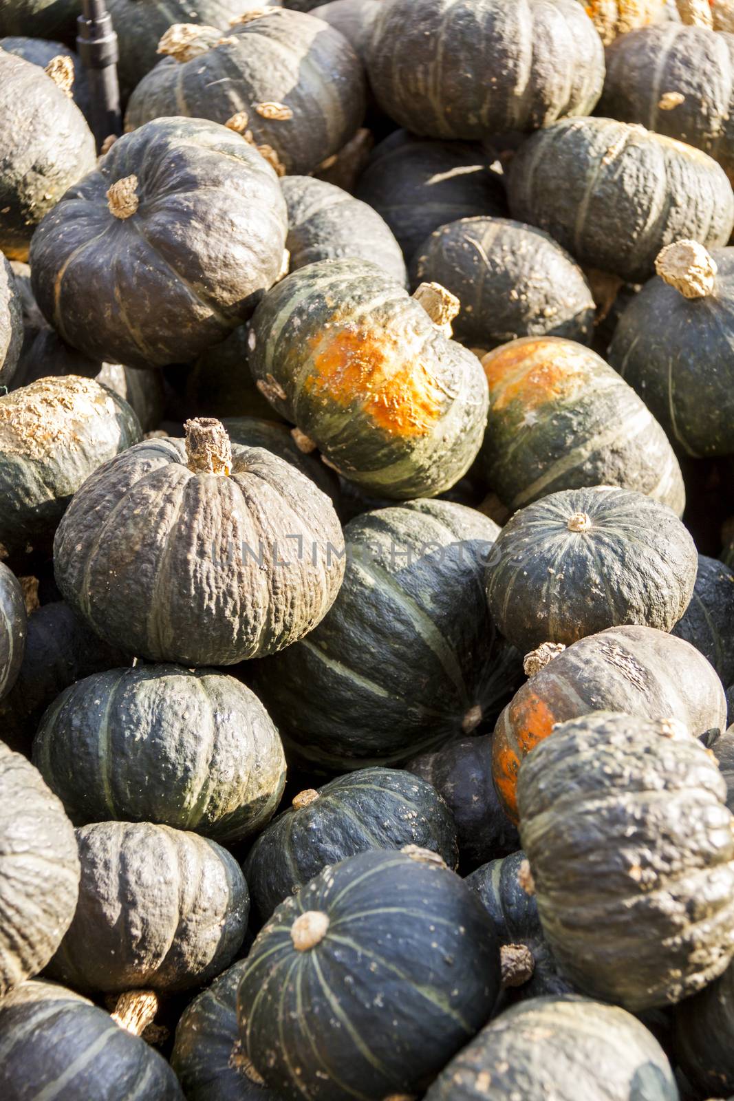 Green Grüner Hokkaido cucurbita pumpkin pumpkins from autumn harvest on a market