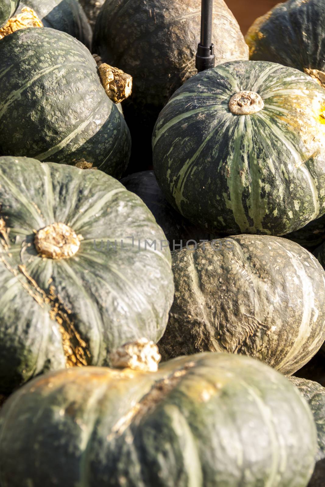 Green Grüner Hokkaido cucurbita pumpkin pumpkins from autumn harvest on a market