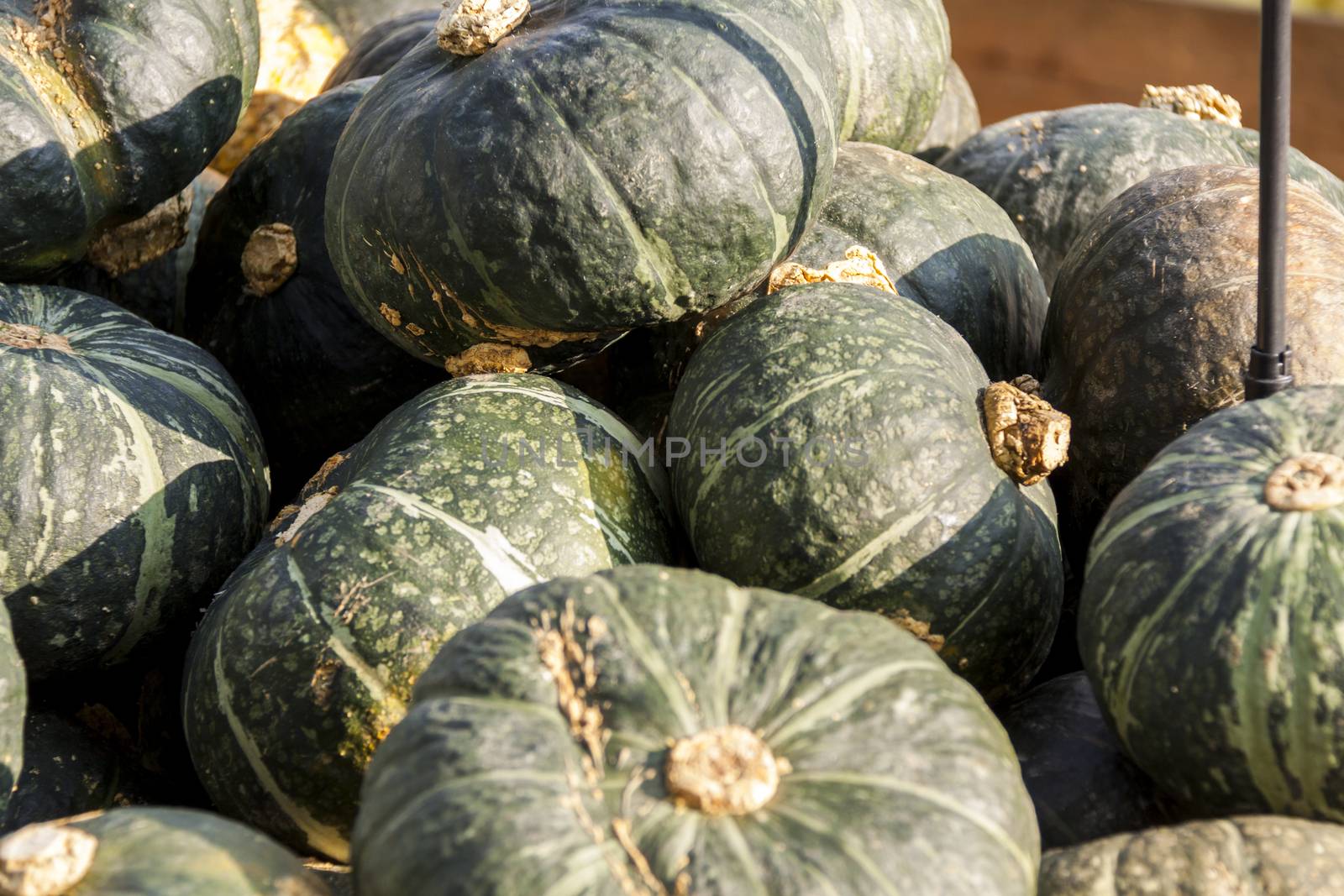 Green Grüner Hokkaido cucurbita pumpkin pumpkins from autumn harvest on a market