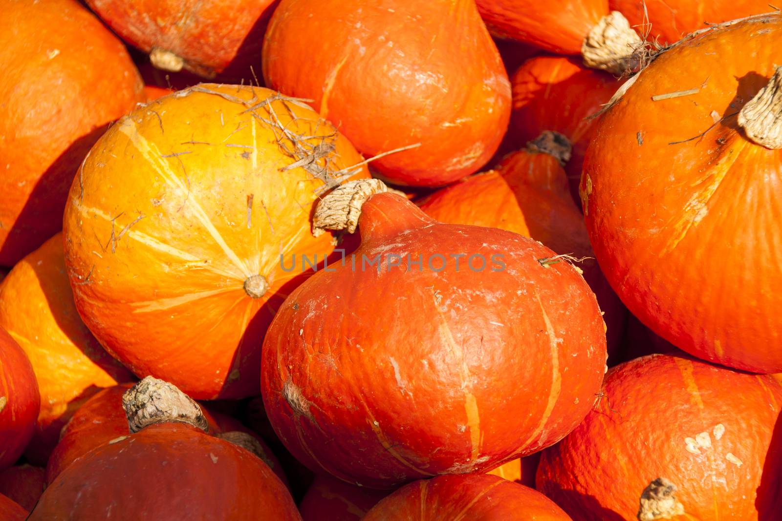 red roter Hokkaido cucurbita pumpkin pumpkins from autumn harvest on a market