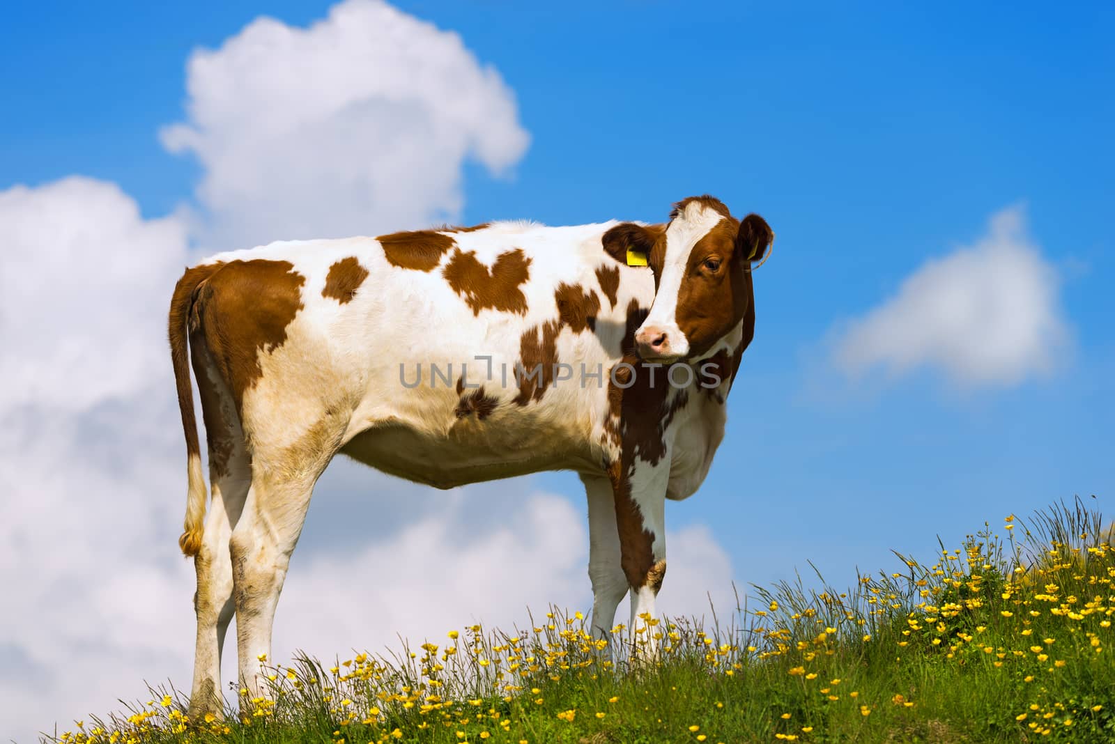 White and brown calf on a mountain pasture with green grass, yellow flowers and blue sky with clouds