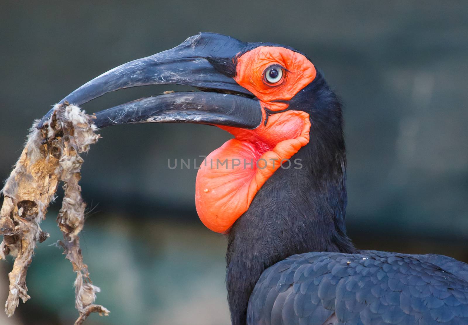 Southern Grond-Hornbill with carrion in it's beak 