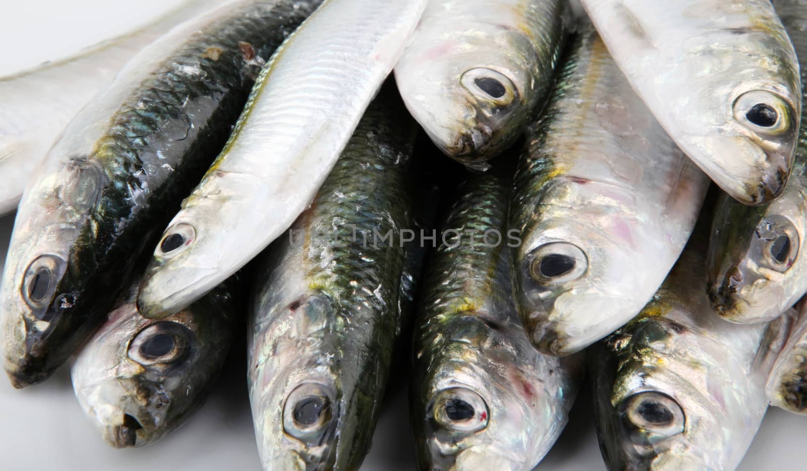 Fresh Sardines by nenov