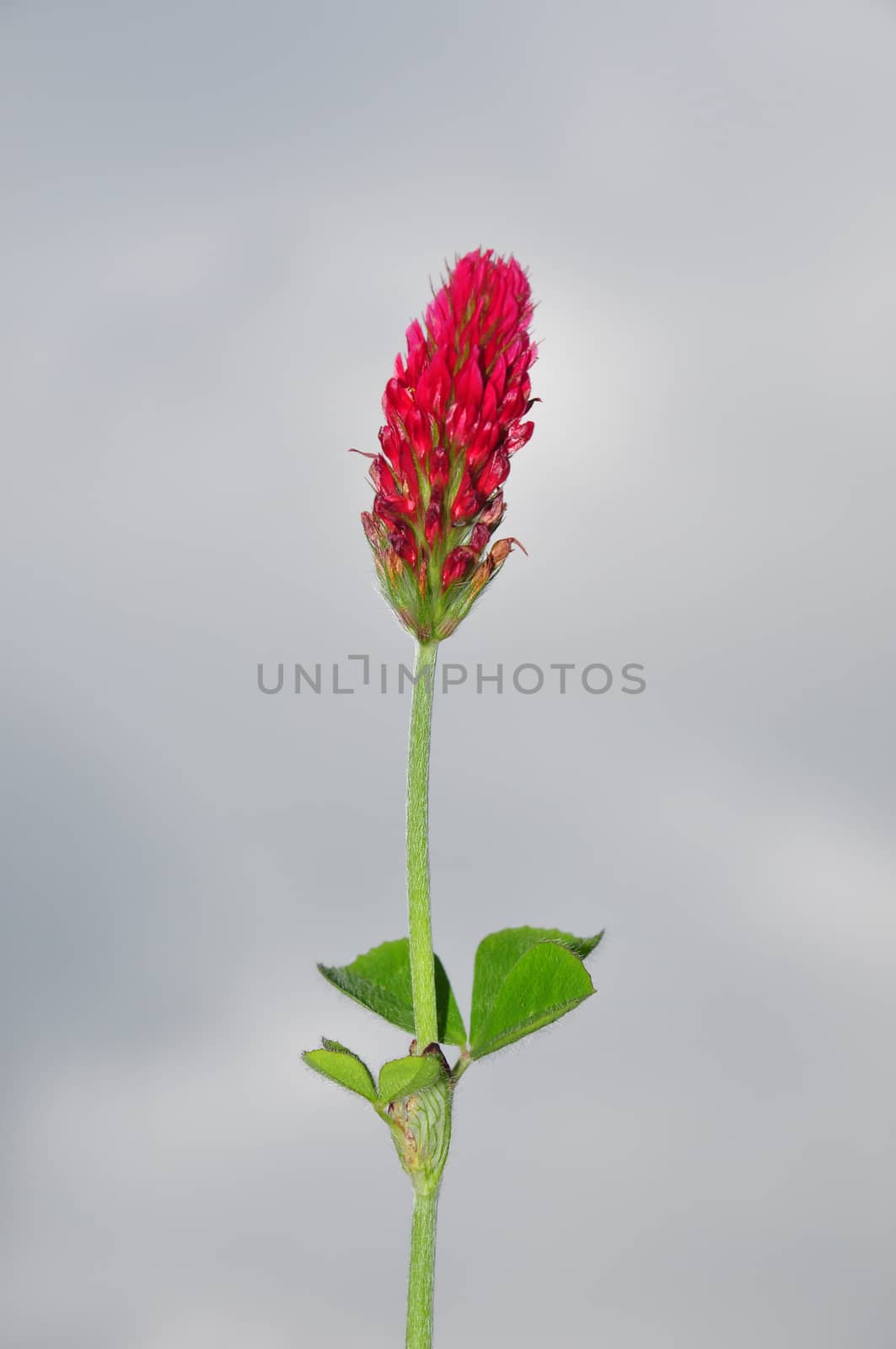 Crimson clover (Trifolium incarnatum) by rbiedermann