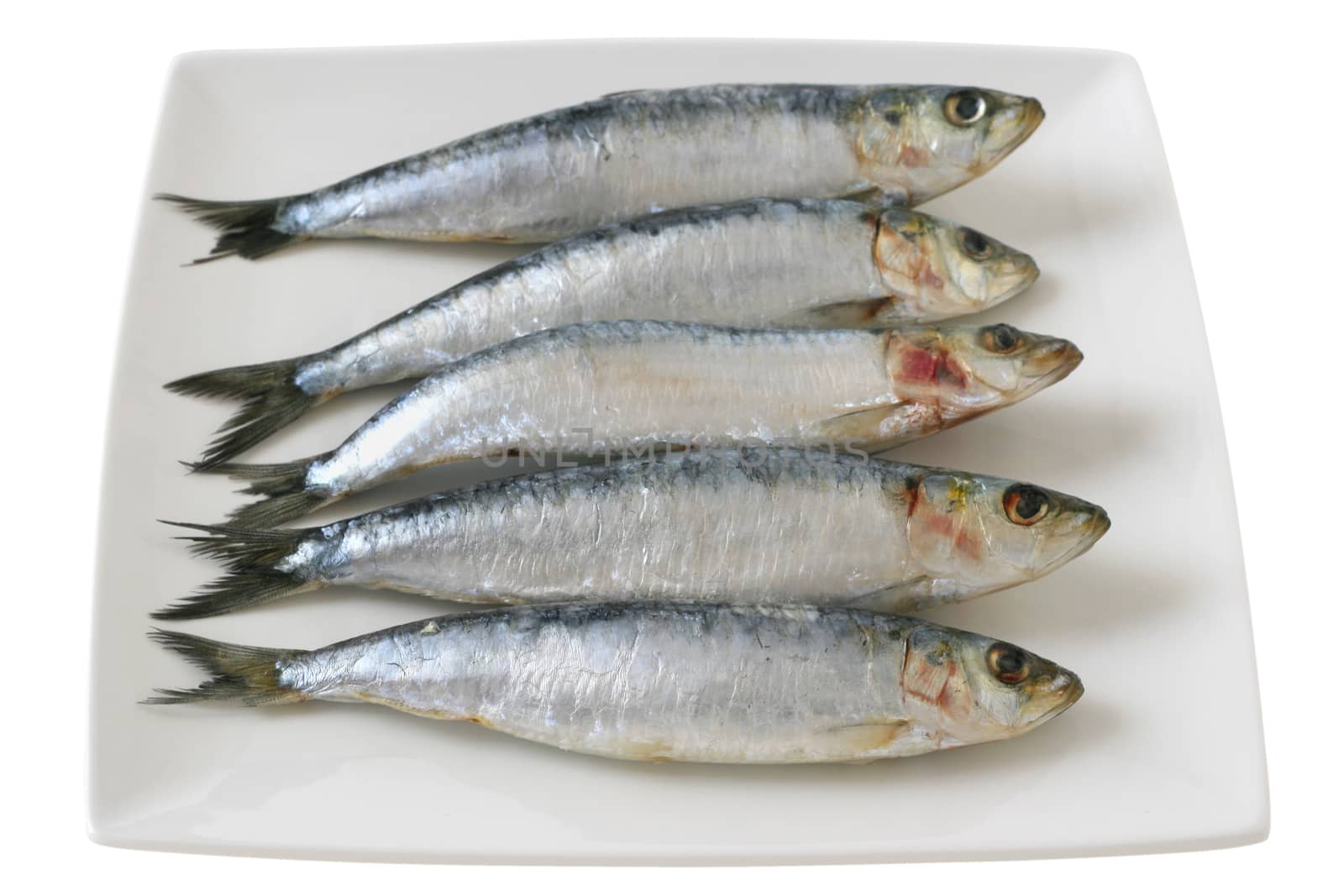sardines on dish by nataliamylova